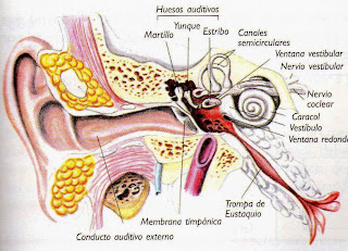 Huesos del oído humano. Partes del oído humano