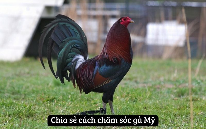 Chia sẻ cách chăm sóc gà Mỹ