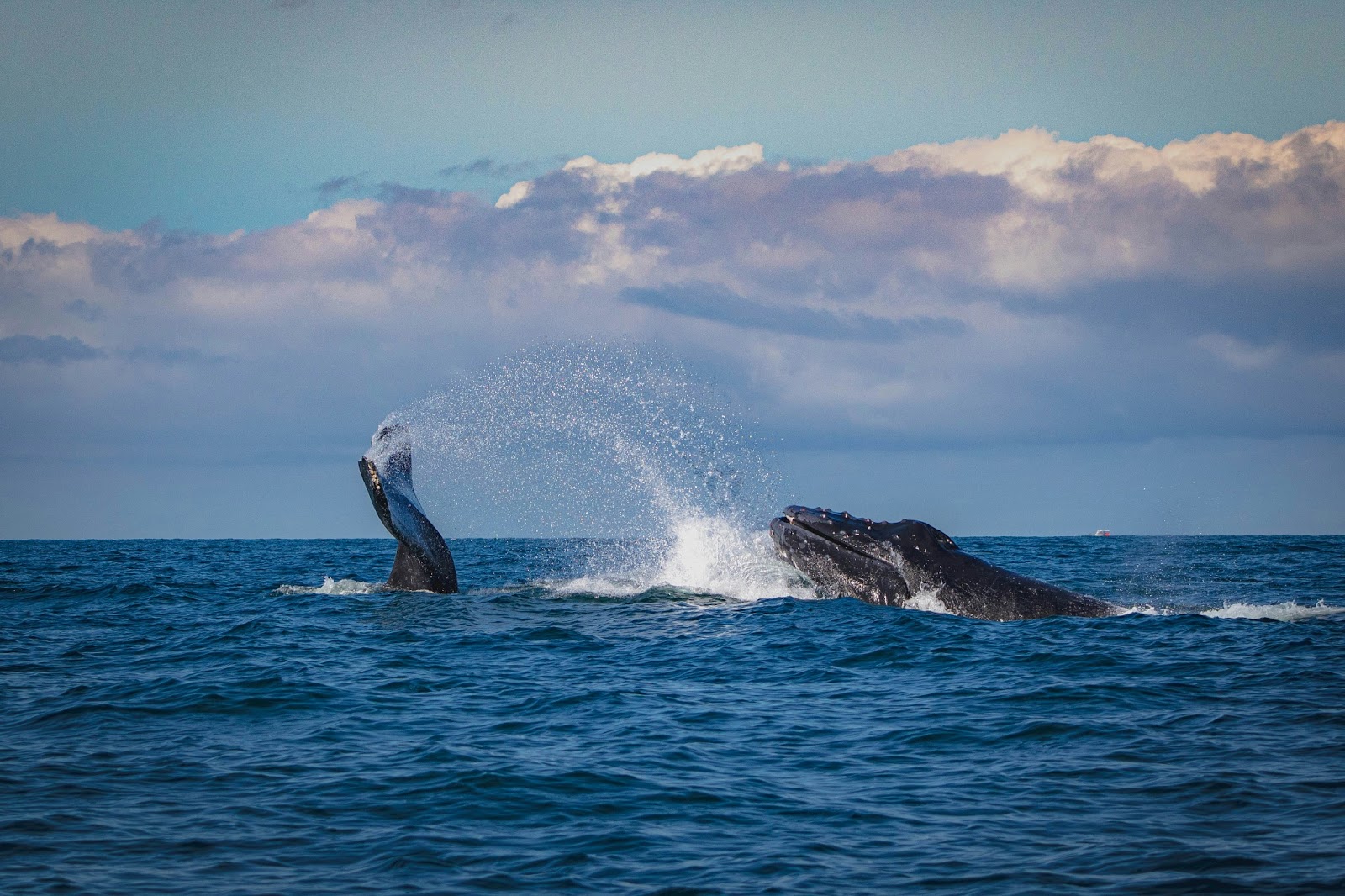 Humpback whales breaching in Banderas Bay near Puerto Vallarta, showcasing the area's rich marine wildlife.