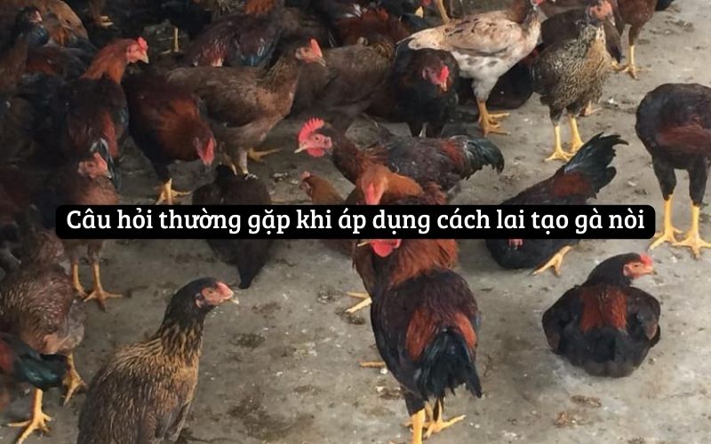 Câu hỏi thường gặp khi áp dụng cách lai tạo gà nòi