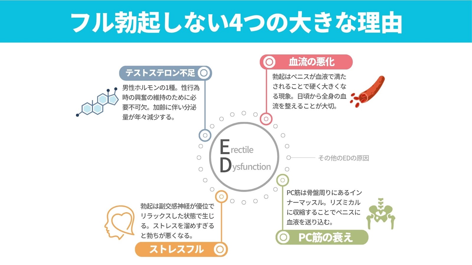 勃起 
