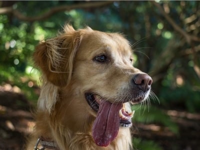 Hanging tongue syndrome in dogs