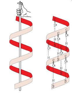 Biomolecules Chemistry Class 12 Notes