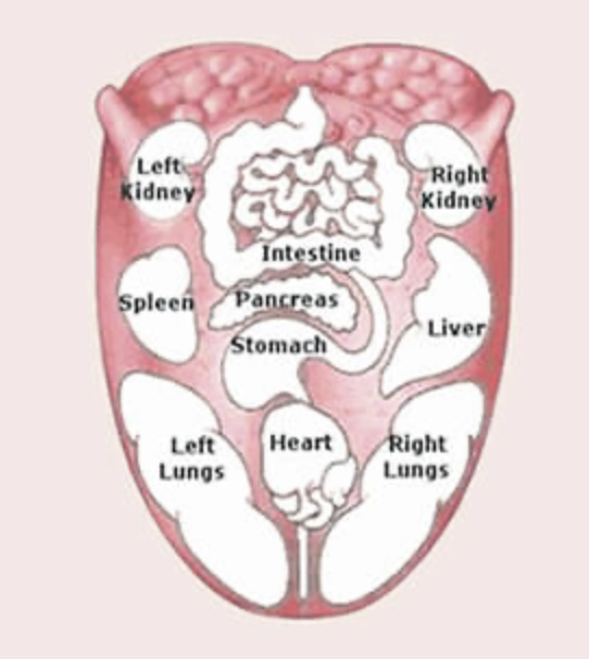 Organs on the tongue