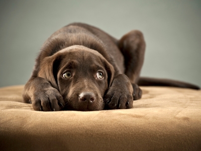 Dog feeling stressed or anxious