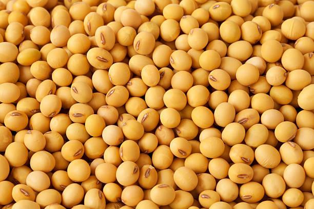 215,200+ Soya Bean Stock Photos, Pictures & Royalty-Free ...