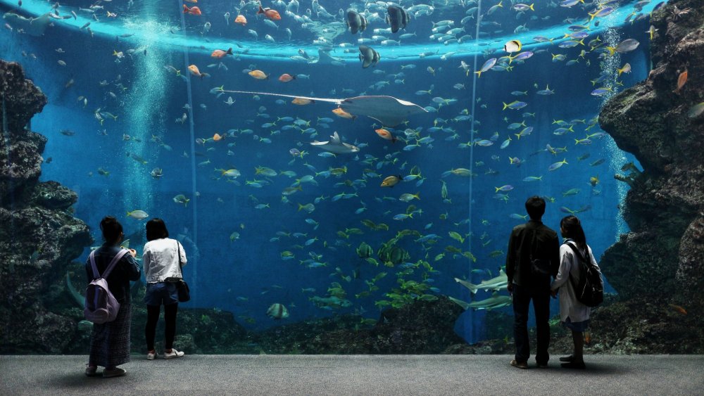 Aqua World พิพิธภัณฑ์สัตว์น้ำโออาไรประจำจังหวัดอิบารากิ  ใน โออาราอิ, อิบารากิ