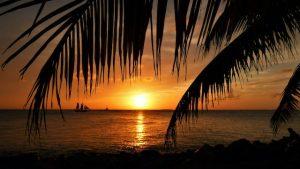 Sunset photographed through palm tree leaves