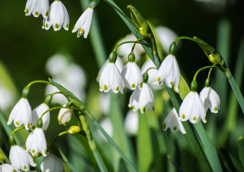 Ein Bild, das Pflanze, Blume, Frühling, Anemonen enthält.

Automatisch generierte Beschreibung