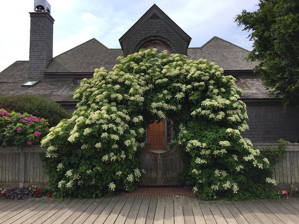 Hydrangea