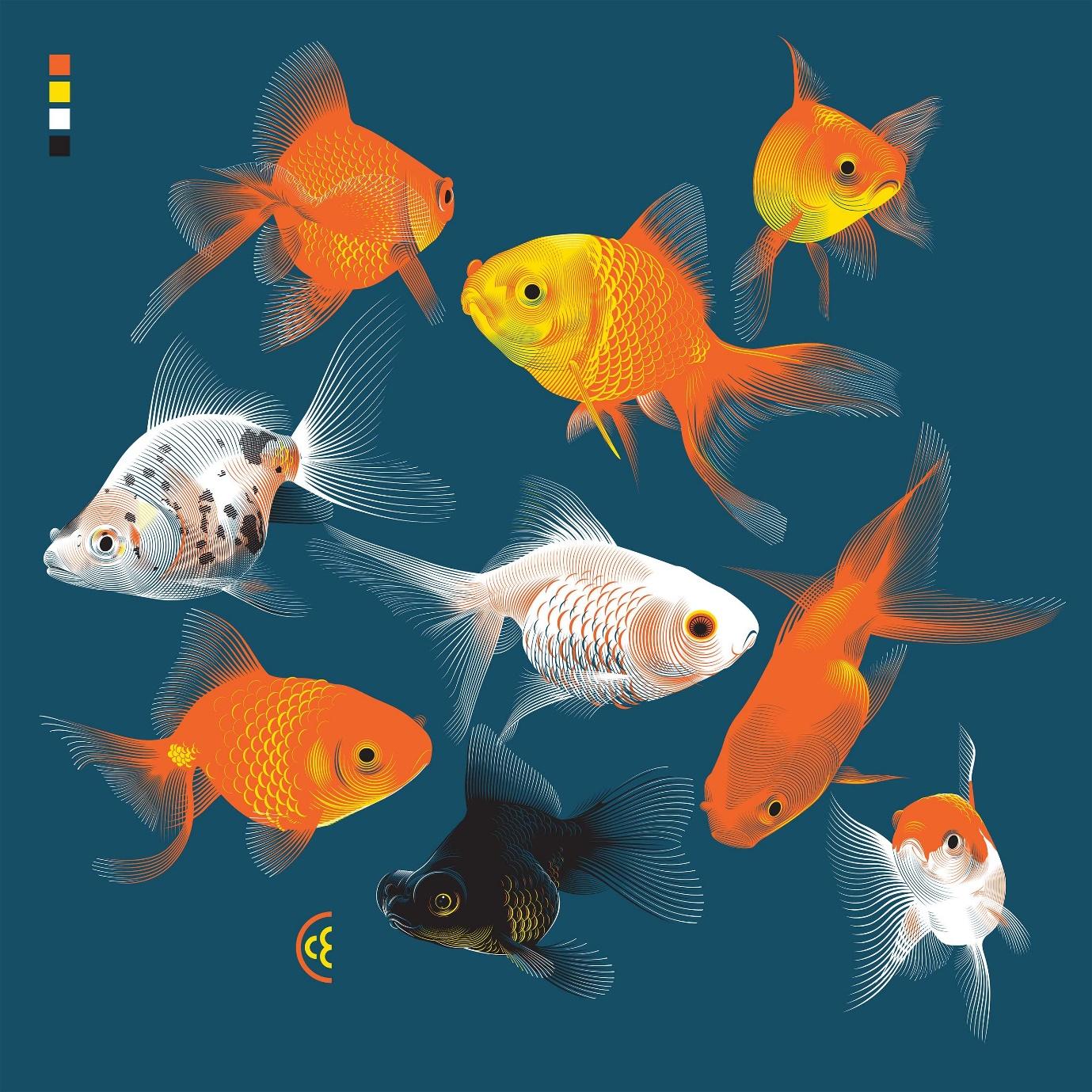 8 goldfish and 1 black fish 4 color print © 2015 ...