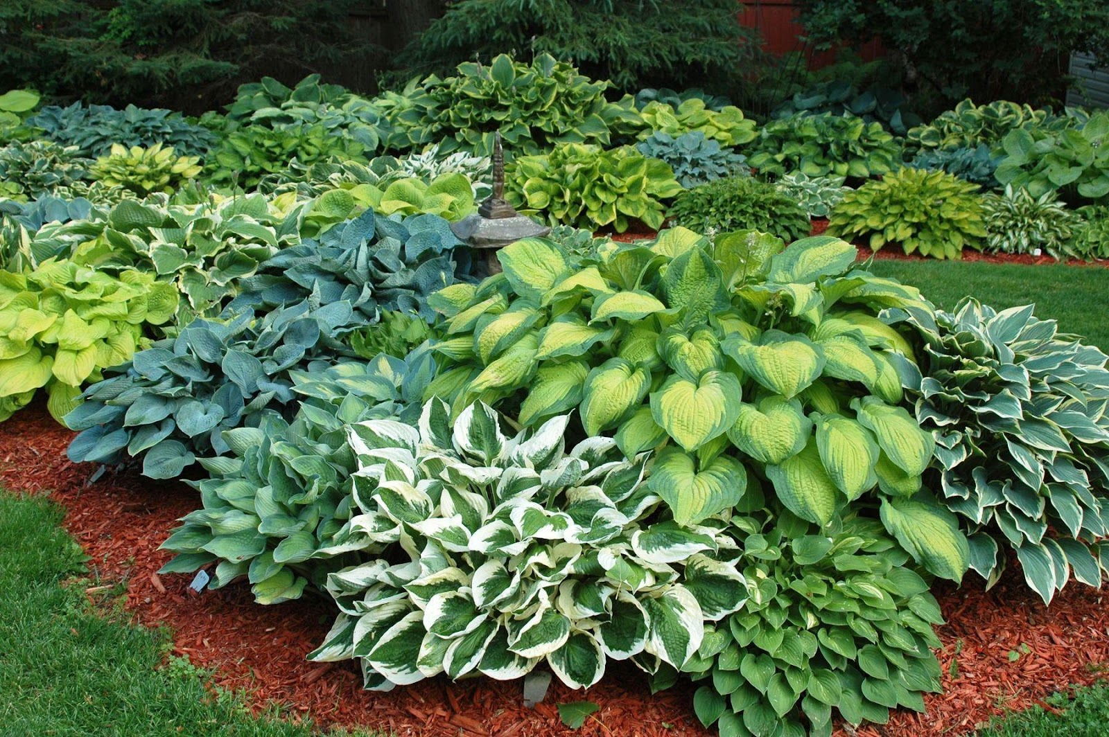 Has anyone in here successfully grown hostas in our zone and soil? :  r/AustinGardening