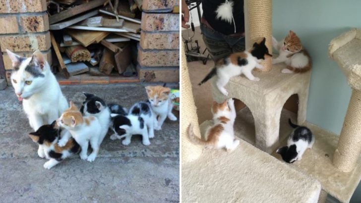 Even Though She Has Nothing To Eat, This Homeless Cat Keeps Her Kittens Safe And Fed