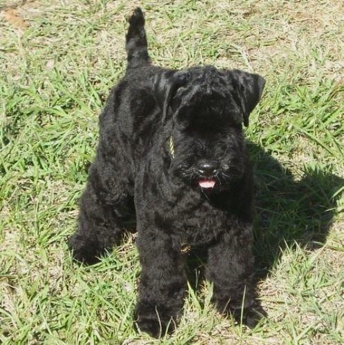 kerry blue terrier