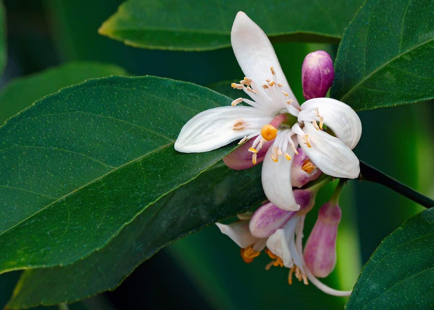 How often does a lemon tree bloom