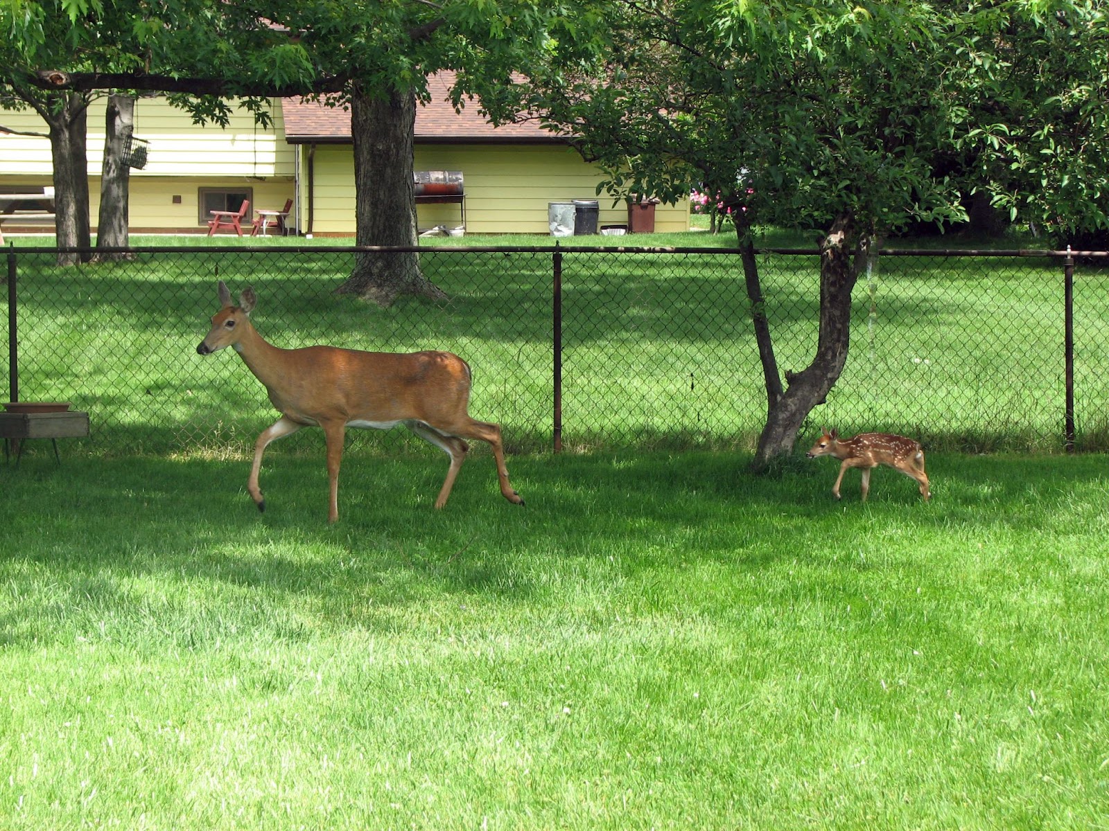 A deer and a faun walking along a fence close to house.