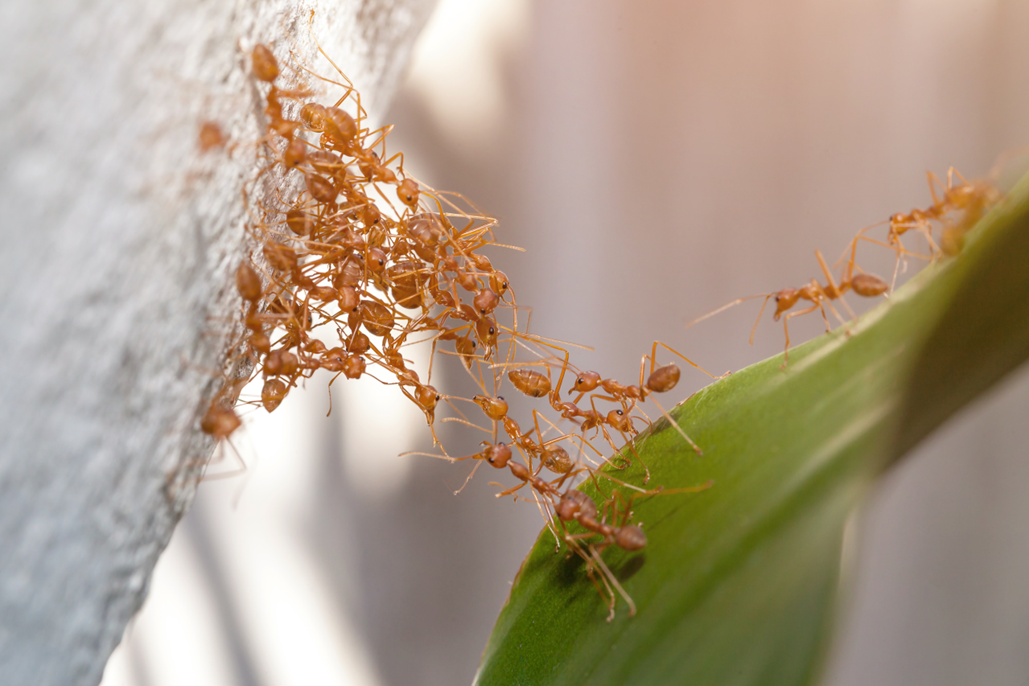 A group of ants on a leaf Description automatically generated