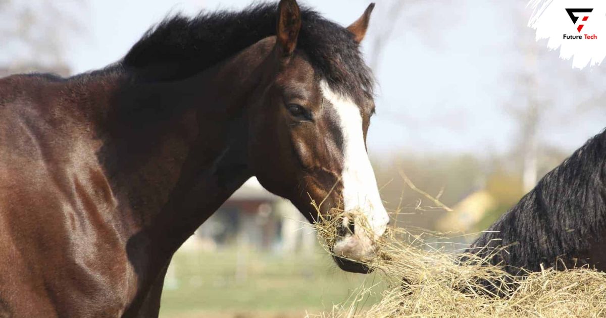 High-fat horse feed . The Evolution of Equine Nutrition: The Need for Higher Fat