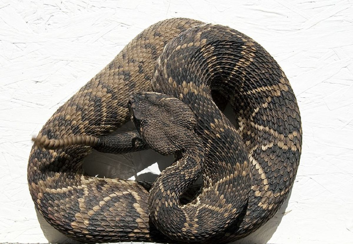 The Varied Meanings of Different Colored Snakes in Dreams