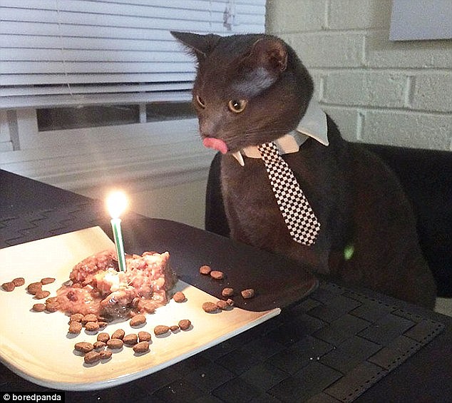 Meanwhile, Nimbus the cat dressed up in order to enjoy his fishy-looking cake made out of cat food 