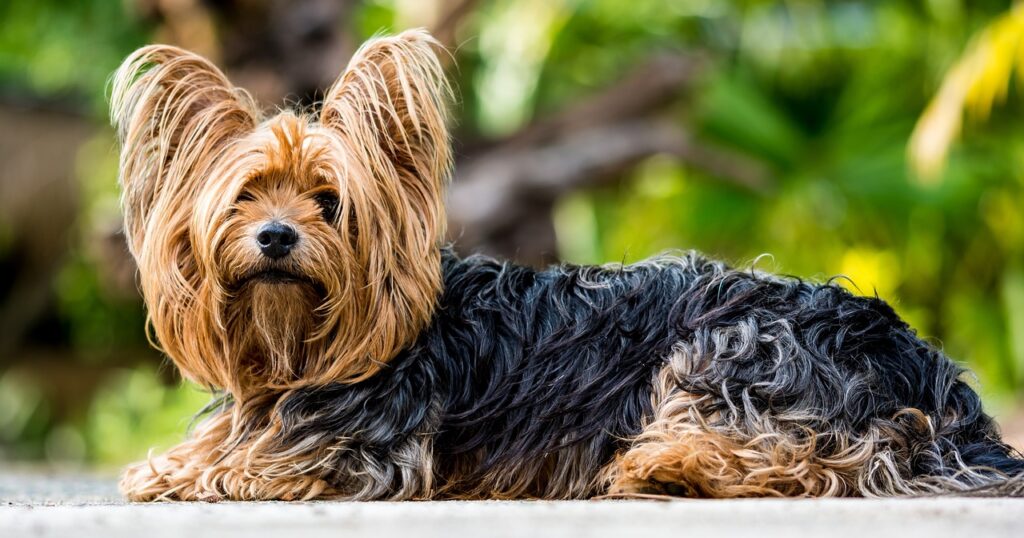 small dog breeds - yorkshire terrier