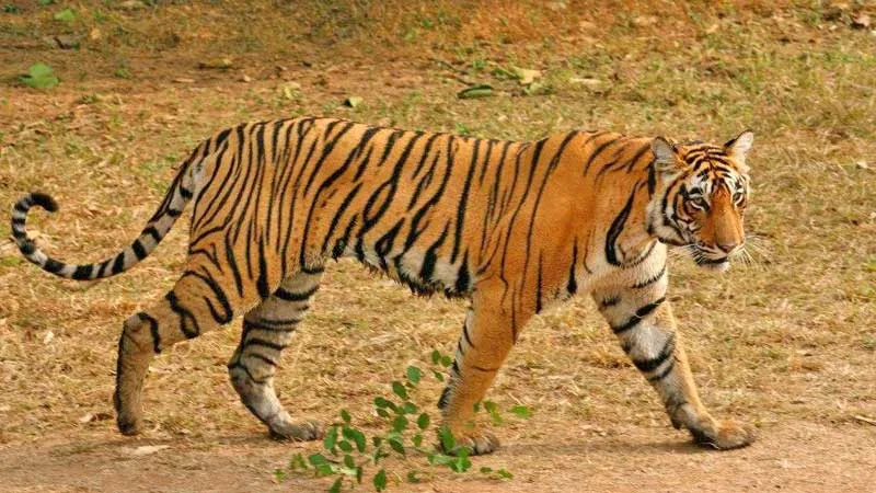 Ranthambore National Park