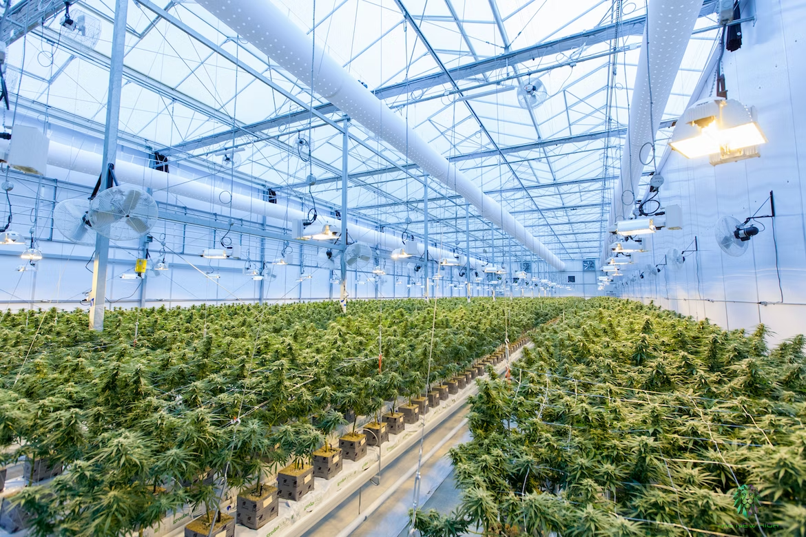 a greenhouse at a cannabis farm filled with cannabis sativa plants growing under hydroponic lights