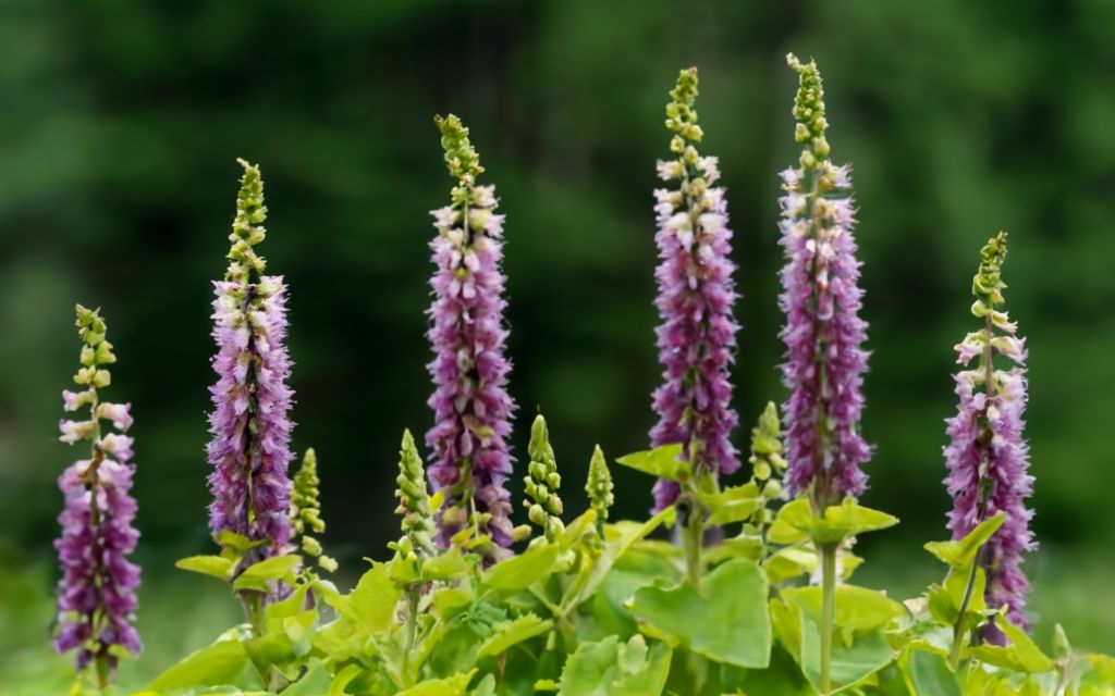 Dedaleira_Digitalis_purpurea_photo