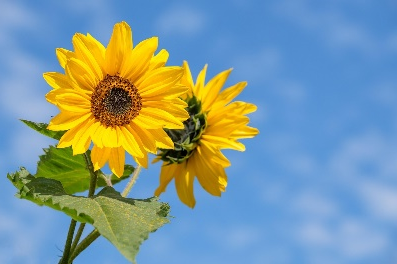 Free Sunflowers Flowers photo and picture