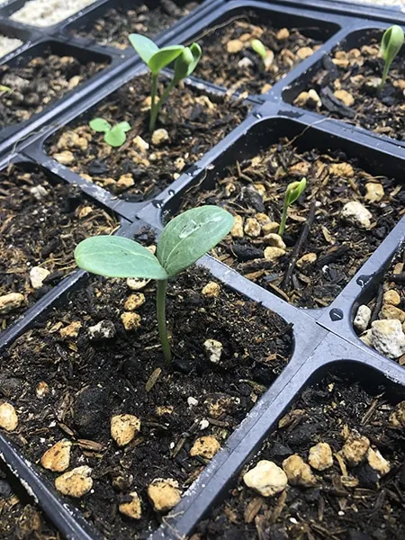 Keep the soil well-aerated.