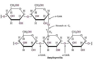 Biomolecules Chemistry Class 12 Notes