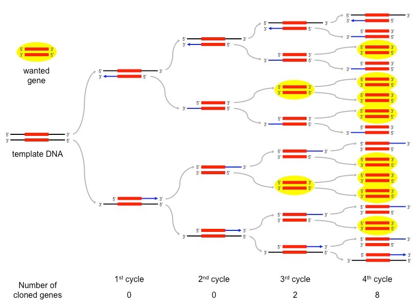 PCR sequence