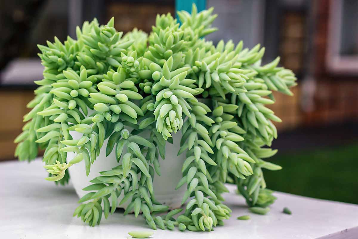 Burro’s Tail (Sedum morganianum)