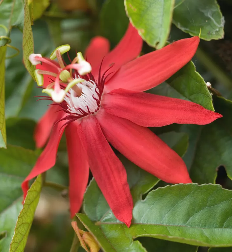 Passion Flower (Passiflora racemosa)