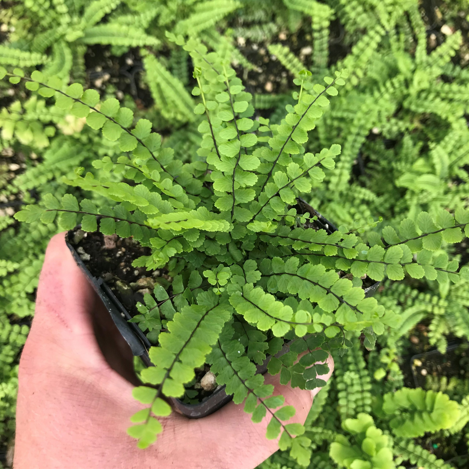  Maidenhair Spleenwort (Asplenium trichomanes)