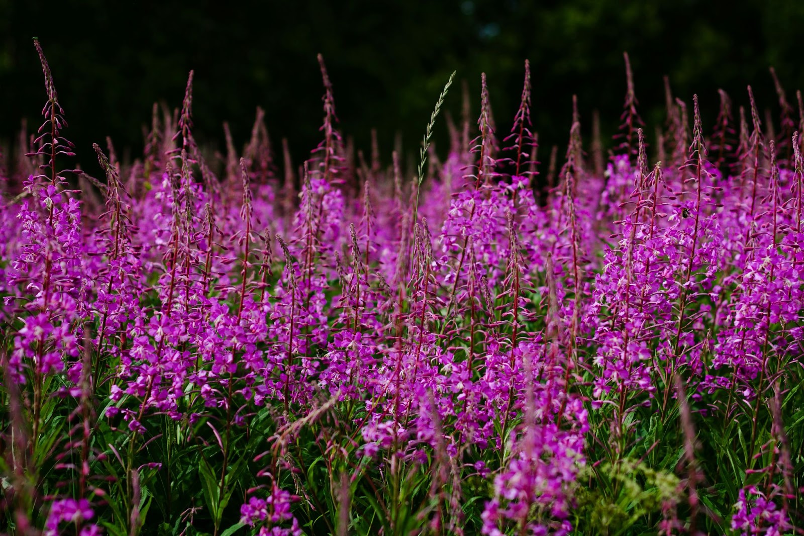 fireweed plant thriving in an area previously impacted by BC wildfires