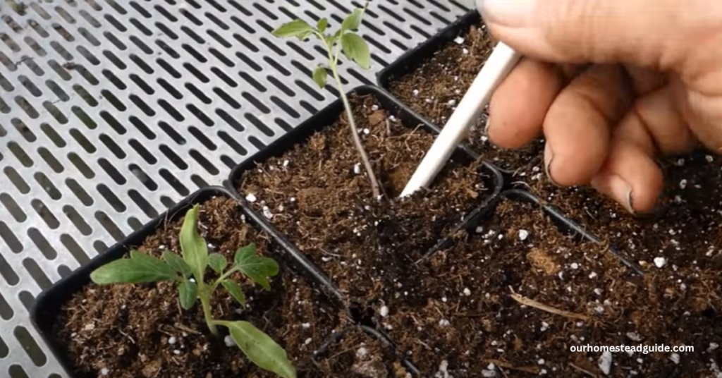 Leggy Tomato Seedlings