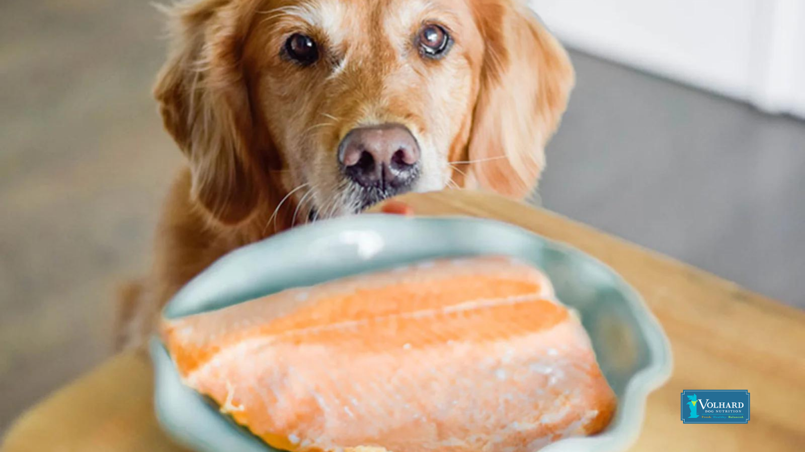 Dog eating best sale fish food