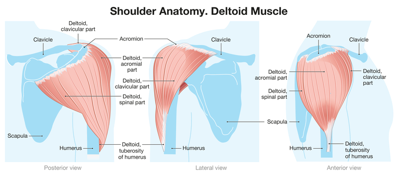 A diagram of the shoulder muscles

Description automatically generated