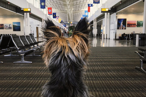 happy-hounds-yorkie-in-airport-pet-travel-anxiety-tips