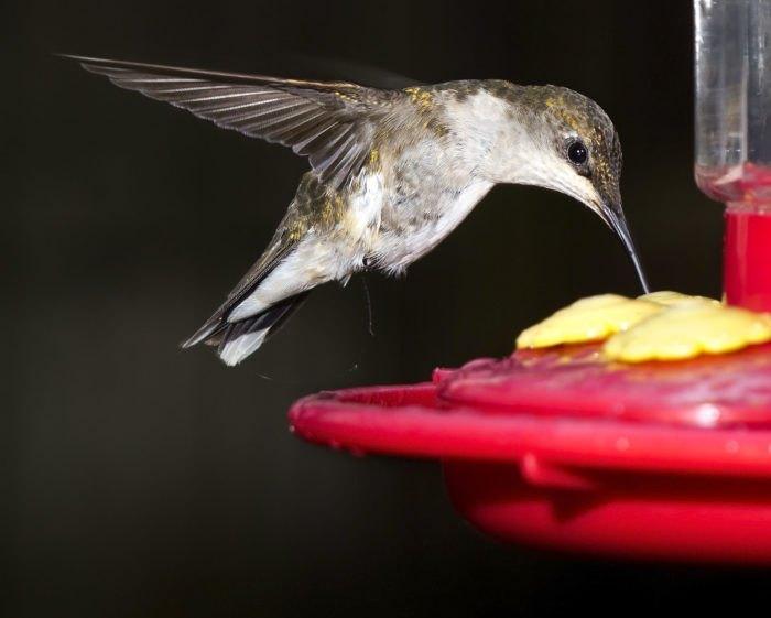 A hummingbird flying over a feederDescription automatically generated