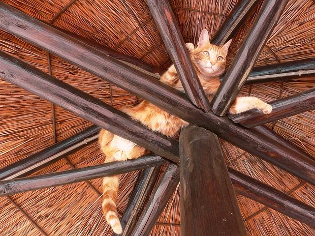 A cat lying on a wooden structure

Description automatically generated