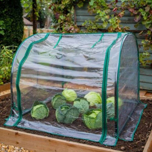 Cloches protect plants against bad weather conditions.