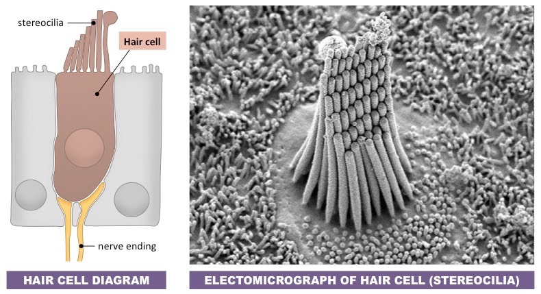 hair cell