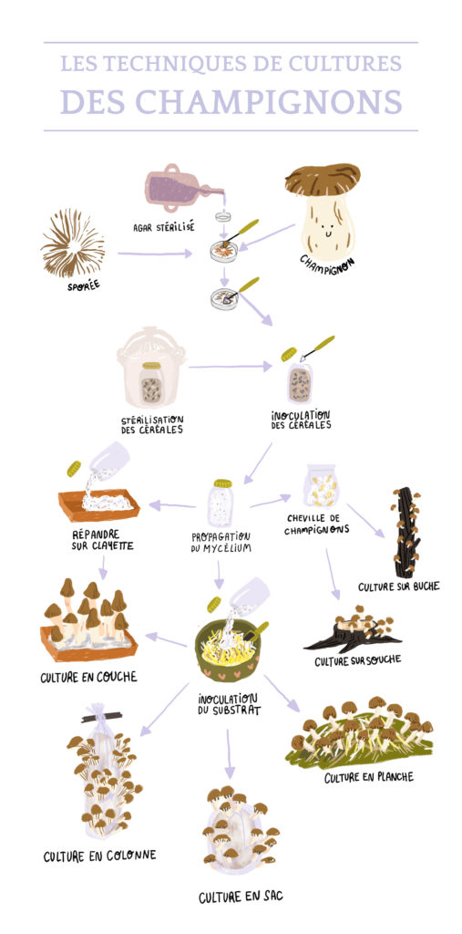culture champignons