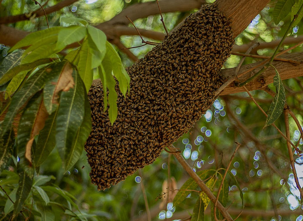 The bee hive is a perfect example of nature's most efficient systems. 