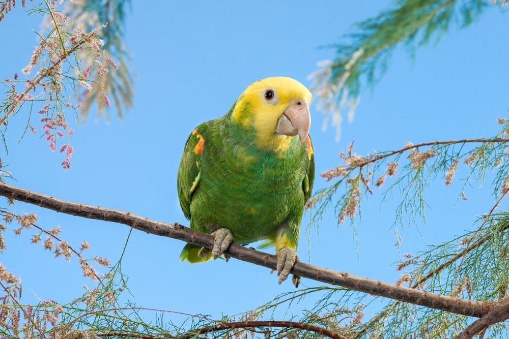 Parrots With Yellow Heads