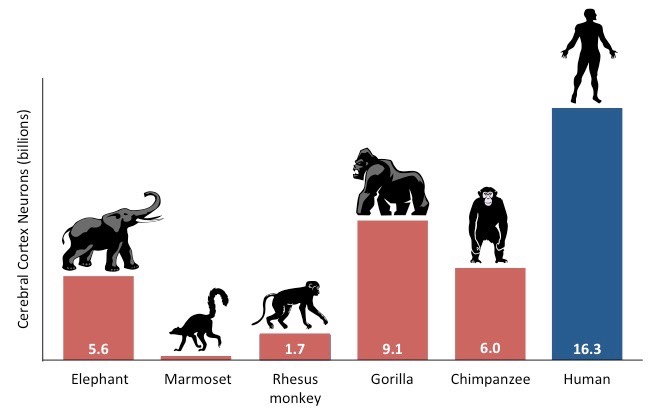 cerebral cortex mammals