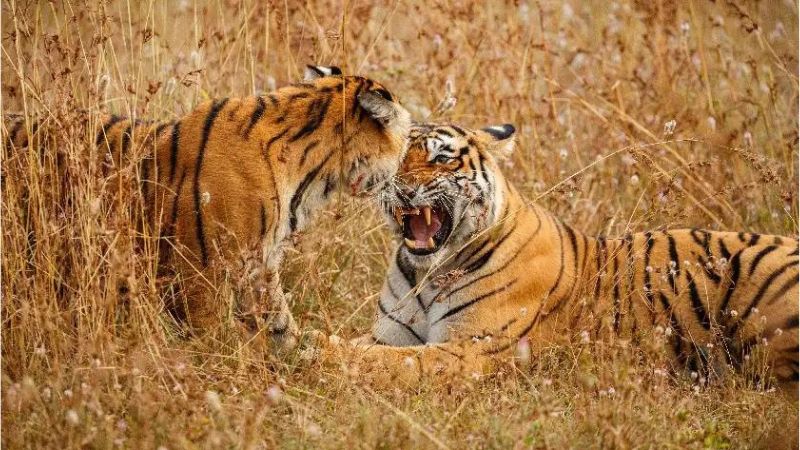 Ranthambore National Park