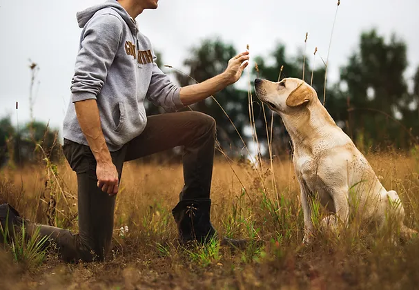 Transform Your Furry Friend: Unleash the Potential with Expert Dog Training in Houston